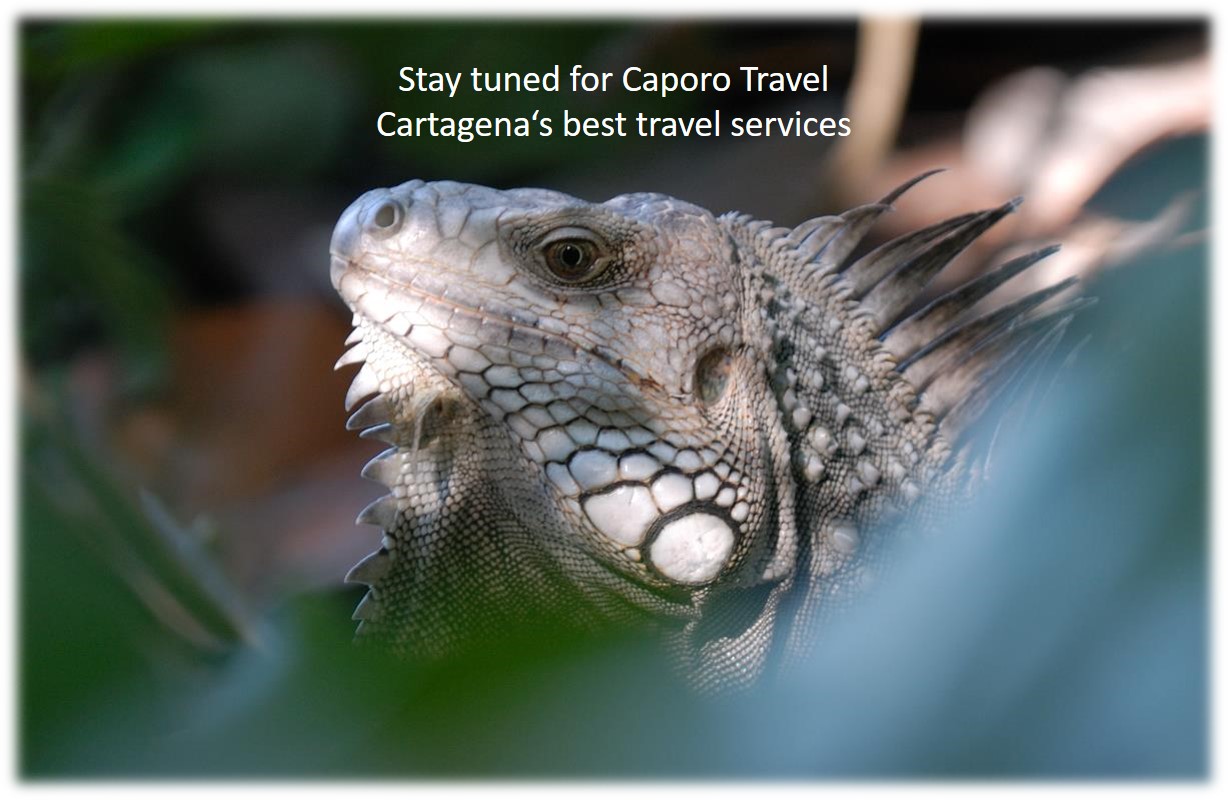Caporo Travel Cartagena